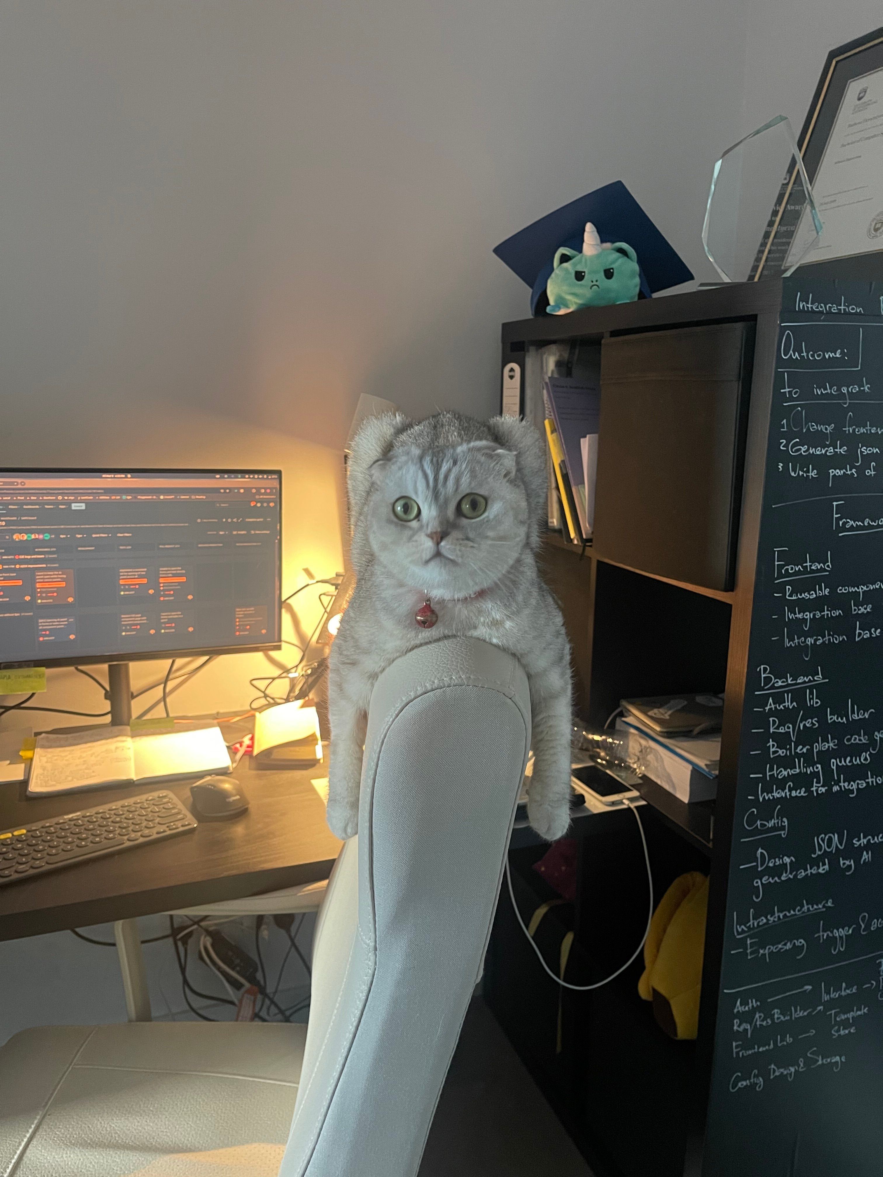 Cat picture